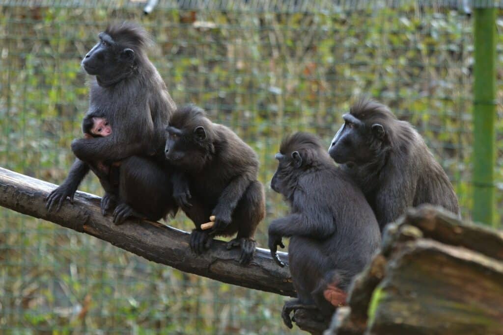 Makakové chocholatí jsou stále na útěku. Foto: Zoo Děčín