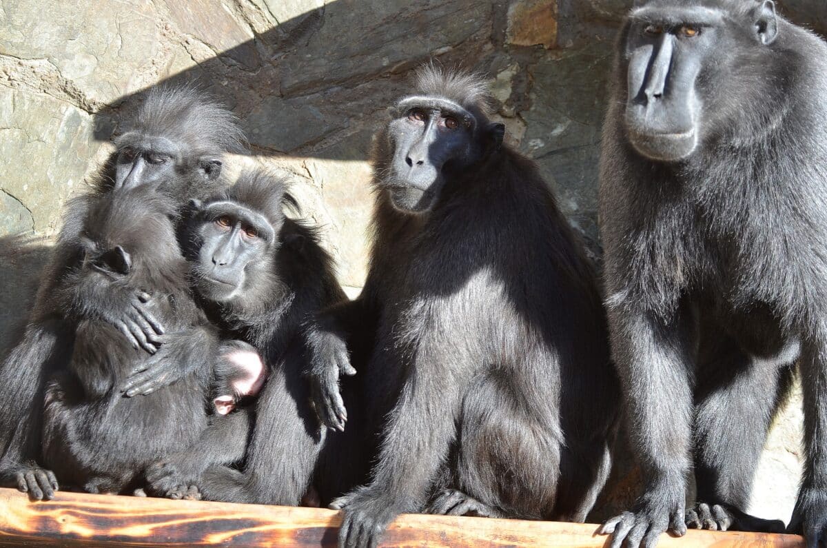 Z děčínské zoo utekli makakové chocholatí. Foto: Zoo Děčín