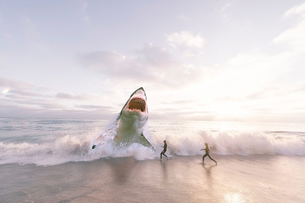 Útok žraloka. Foto: Pixbay