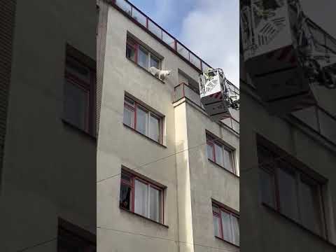 Video Thumbnail: Hasiči zachránili pejska z parapetu ve 4. patře