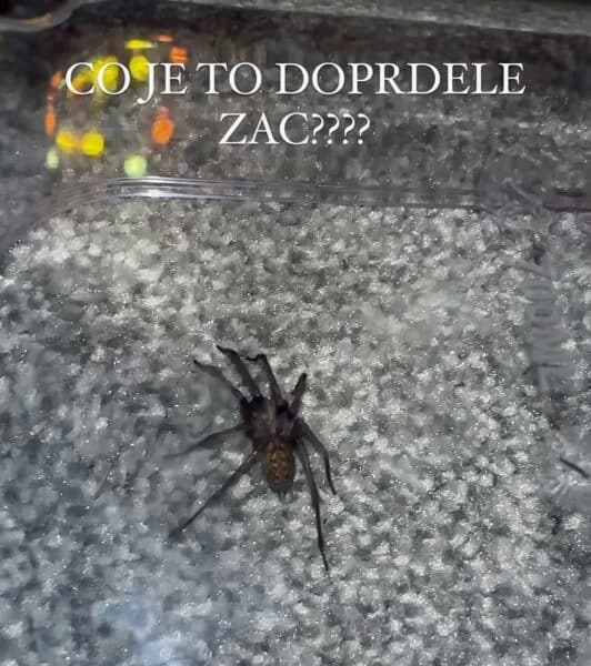 Nela Slováková ulovila ve svém bytě pavouka a pak ho zkoumala. Zdroj: Instagram