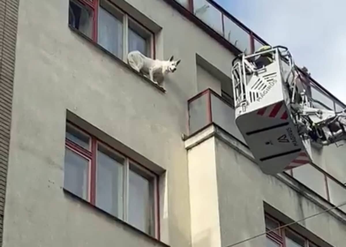 Hasiči zachránili psa z parapetu ve 4. patře ve Vršovické ulici. Foto: HZS Praha