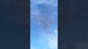 Video Thumbnail: Kazma rozházel miliony z vrtulníku u Lysé nad Labem