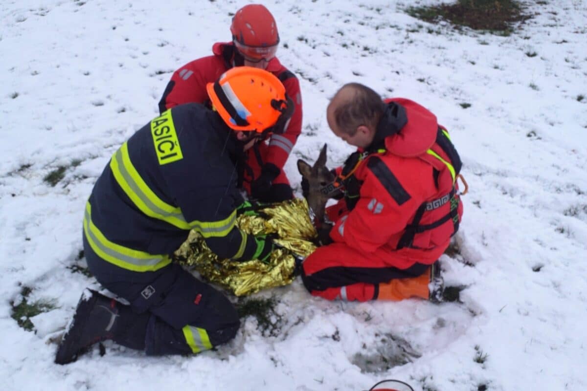 Na Brněnsku hasiči zachránili srnku z rybníku. Foto: HZS
