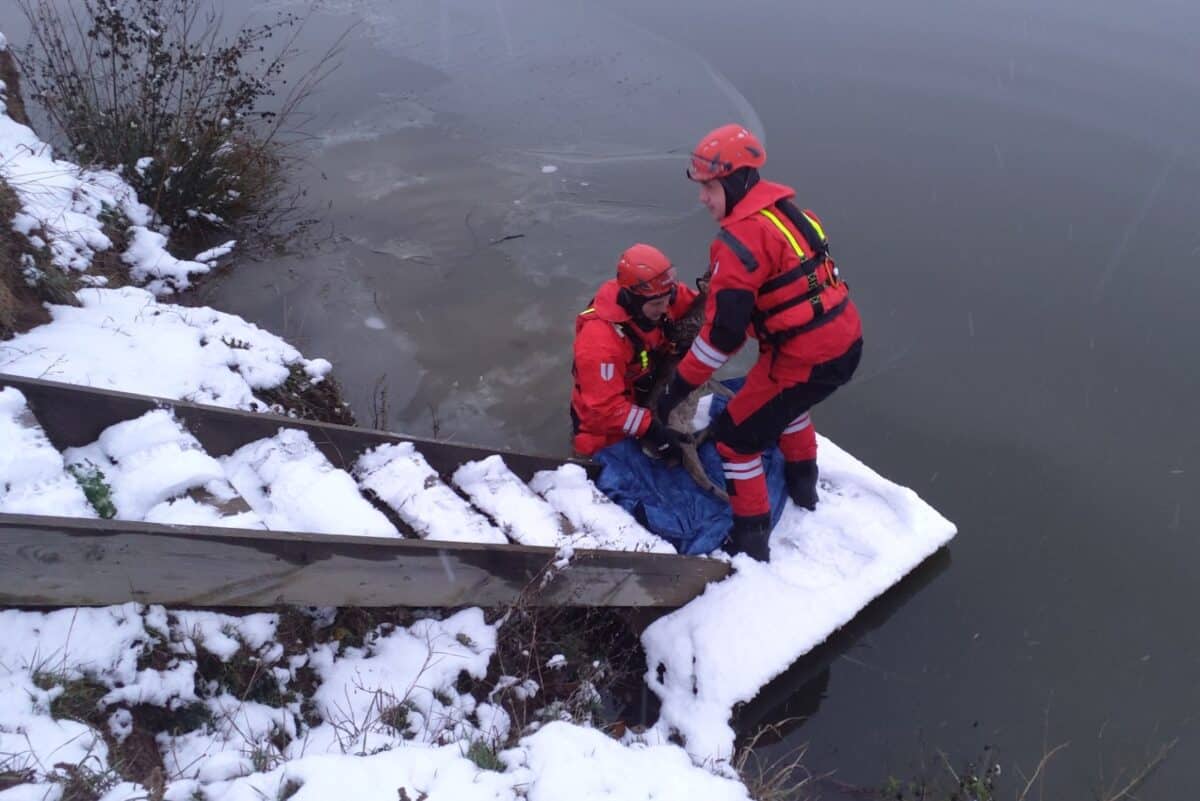 Na Brněnsku hasiči zachránili srnku z rybníku. Foto: HZS