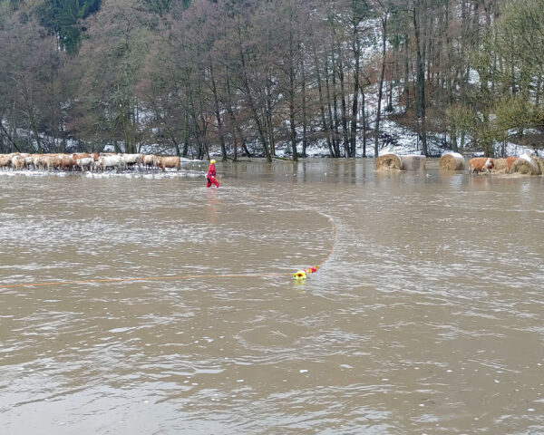 Hasiči pomáhali zachraňovat ovce a krávy ze zatopený pozemků. Foto: HZS