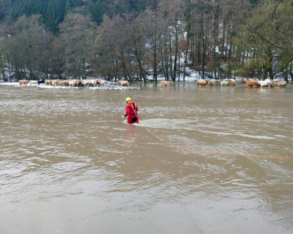 Hasiči pomáhali zachraňovat ovce a krávy ze zatopený pozemků. Foto: HZS