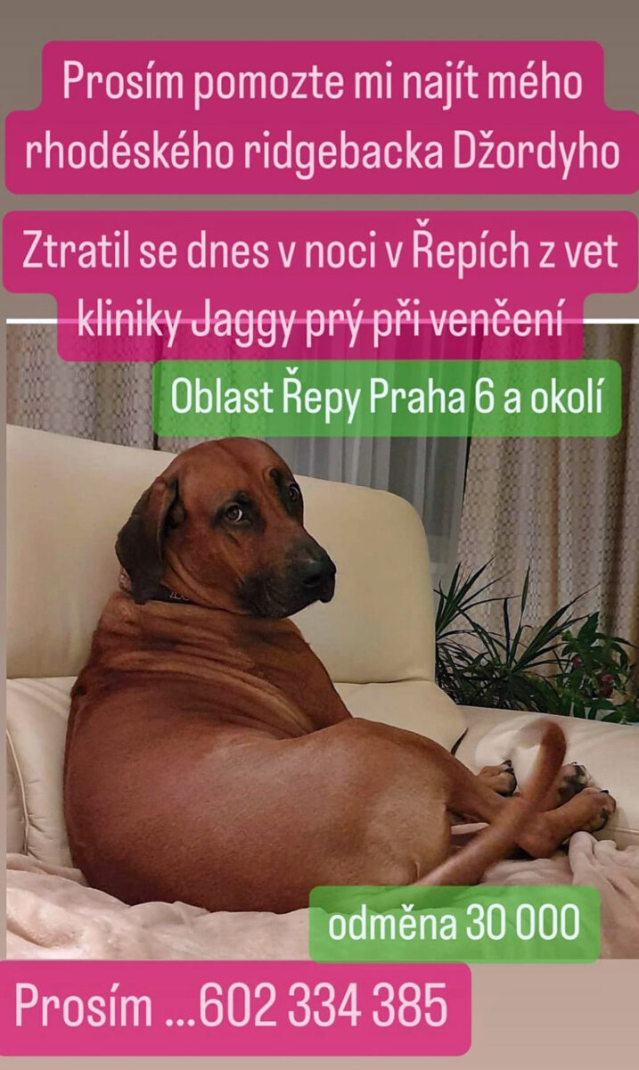 Kateřina Brožová po svém psovi vyhlásila pátrání a vypsala odměnu. Zdroj: K. Brožová