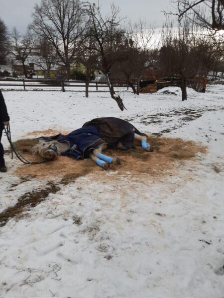 Jihočeští hasiči v Nové Vsi zachránili koně, který ležel na zemi. Foto: HZS