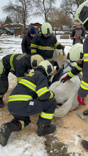 Jihočeští hasiči v Nové Vsi zachránili koně, který ležel na zemi. Foto: HZS