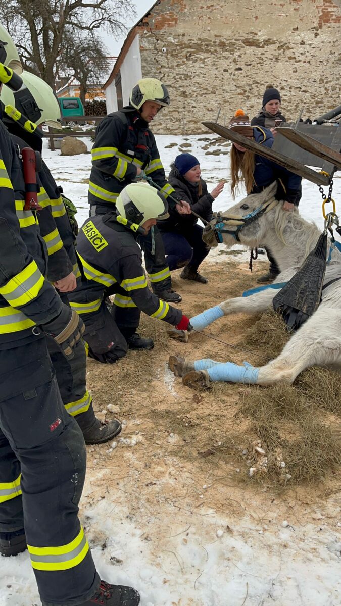 Jihočeští hasiči v Nové Vsi zachránili koně, který ležel na zemi. Foto: HZS