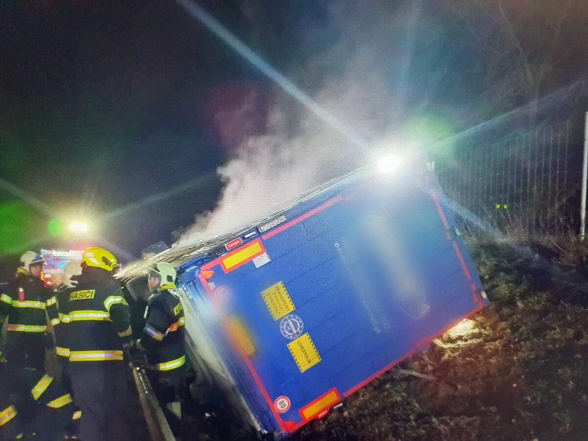 Nehoda kamionu převážejícího krávy na dálnici D8. Zdroj. PČR