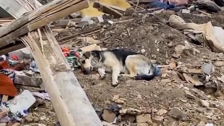 Pes odmítá opustit trosky domu, poté co jej zničili Rusové a zabili mu rodinu.