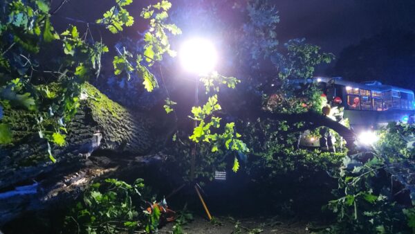 Nehoda u Omic u Brna. Na autobus se zřítil strom. Foto: HZS