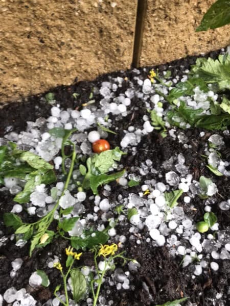Kroupy lidem zničily rajčata i další rostliny. Foto: Michaela Strnadová