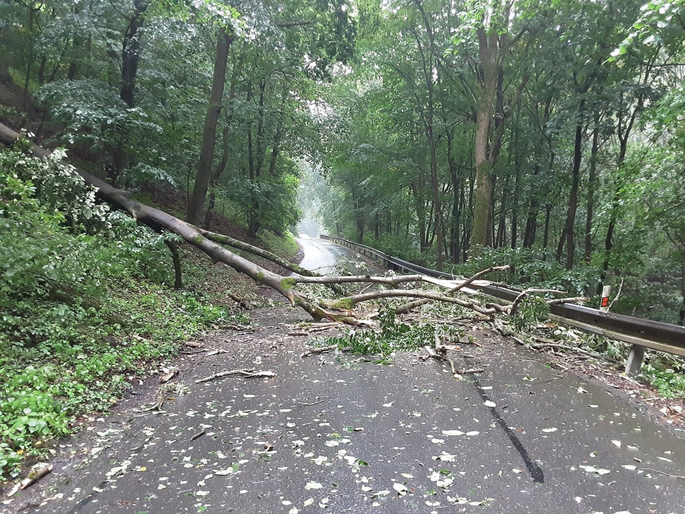 Vichr na Olomoucku vyvracel stromy. Foto: HZS