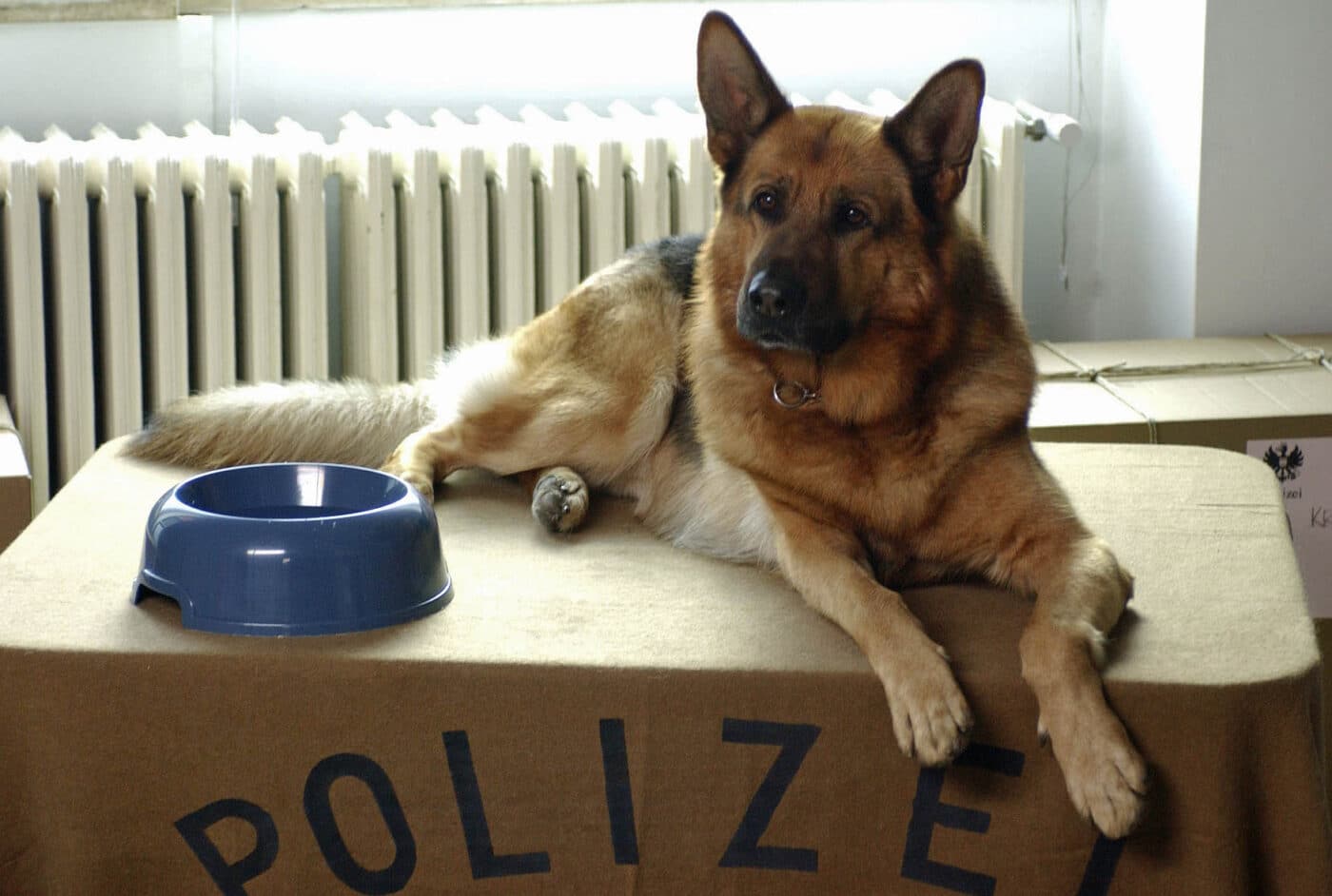 Seriál Komisař Rex se vrací na Prima Krimi. Foto: Prima
