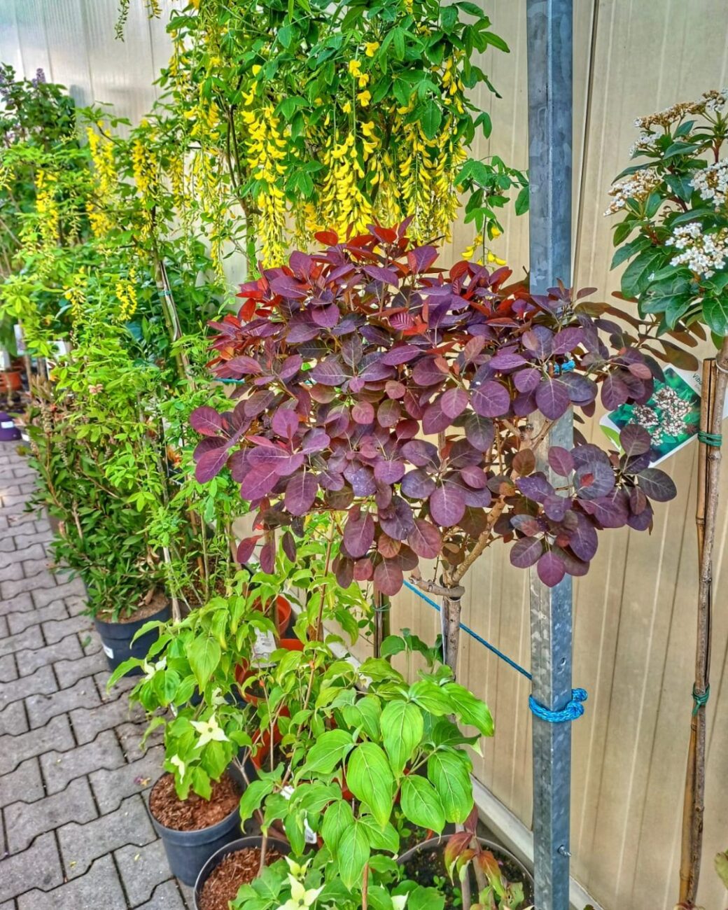 V Zahradnictví Debř je velký výběr. Foto: Jiná Zahrada