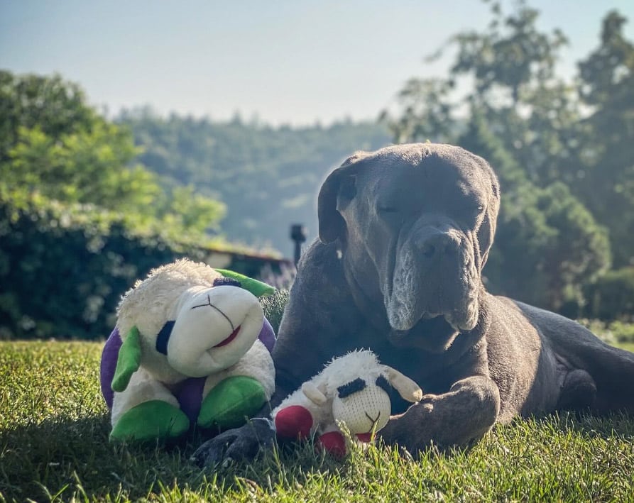 Pes Gaston zpěvačky Anny K.