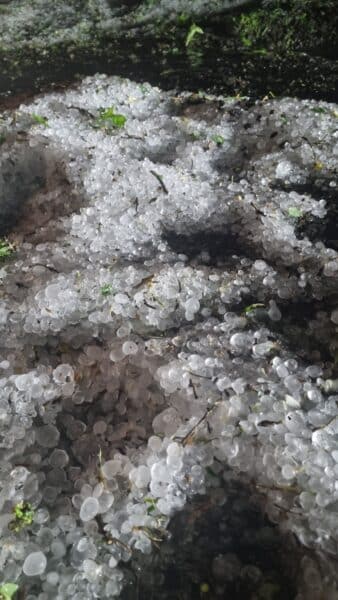 Kroupy na silnici v obci Sadská. Foto: Město Sadská