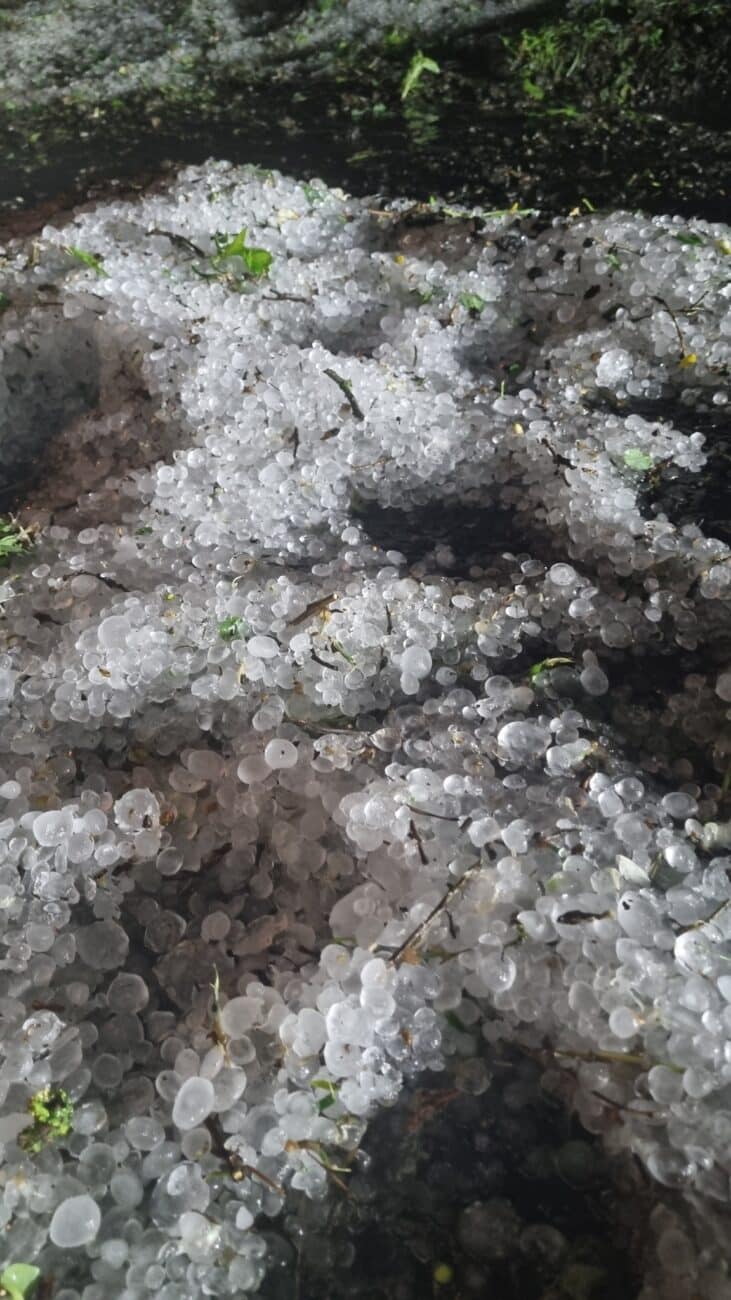 Kroupy na silnici v obci Sadská. Foto: Město Sadská