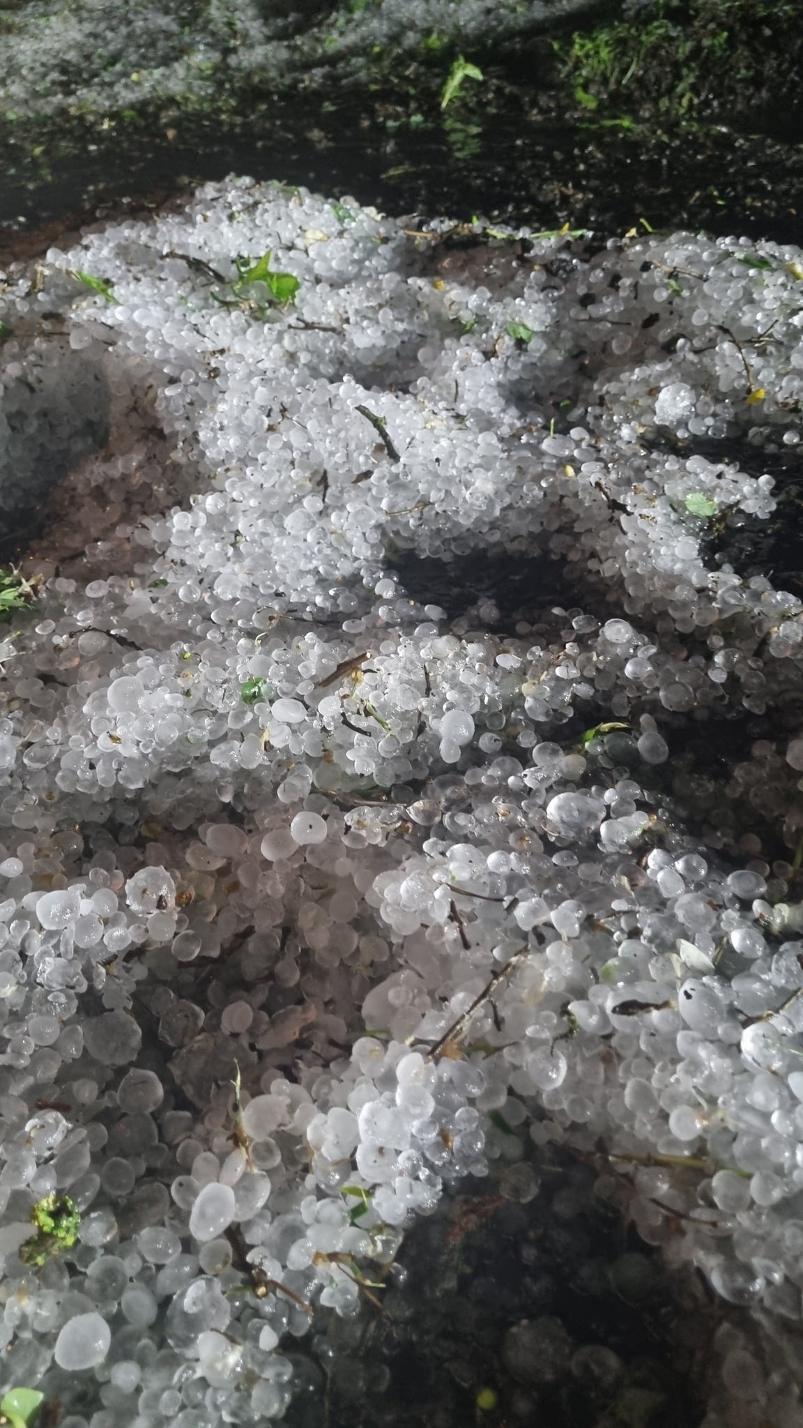 Kroupy na silnici v obci Sadská. Foto: Město Sadská