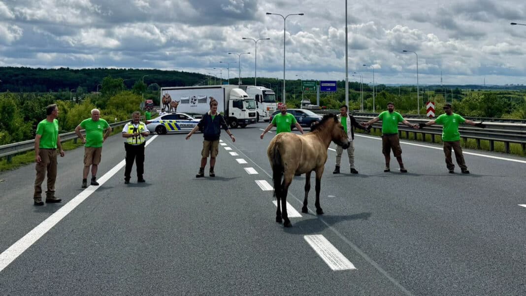 Koně na Jižní spojce se podařilo odchytit. Foto: Miroslav Bobek