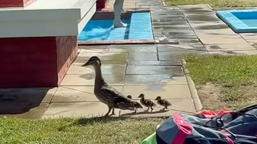 Kachní rodinka míří na koupališti Mšeno do vody. Autor: Romana Matyášová