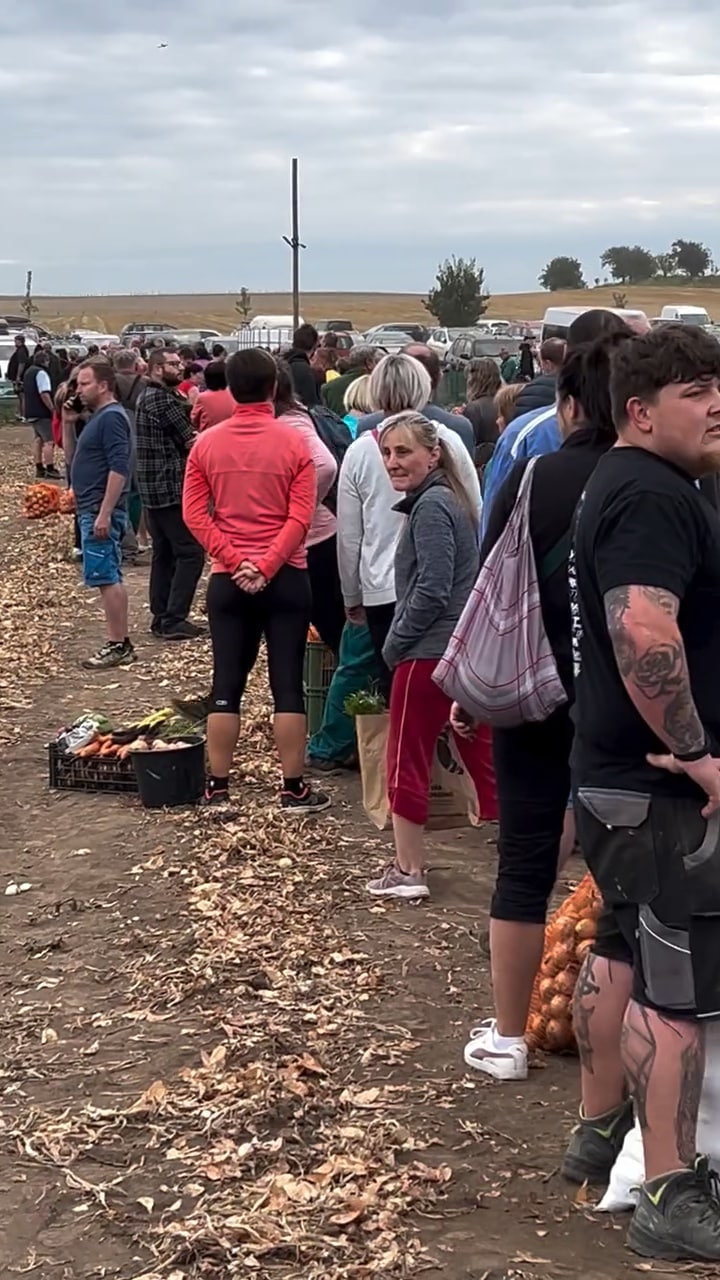 VIDEO: Samosběr zeleniny ve Vojnicích na Olomoucku. Zdroj: Milan Osladil