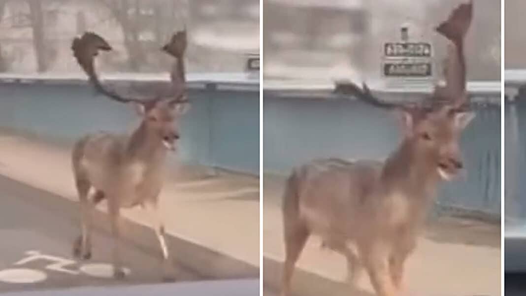 Daněk běží přes most v Brandýse nad Labem. Autor: Veronika Kořistková