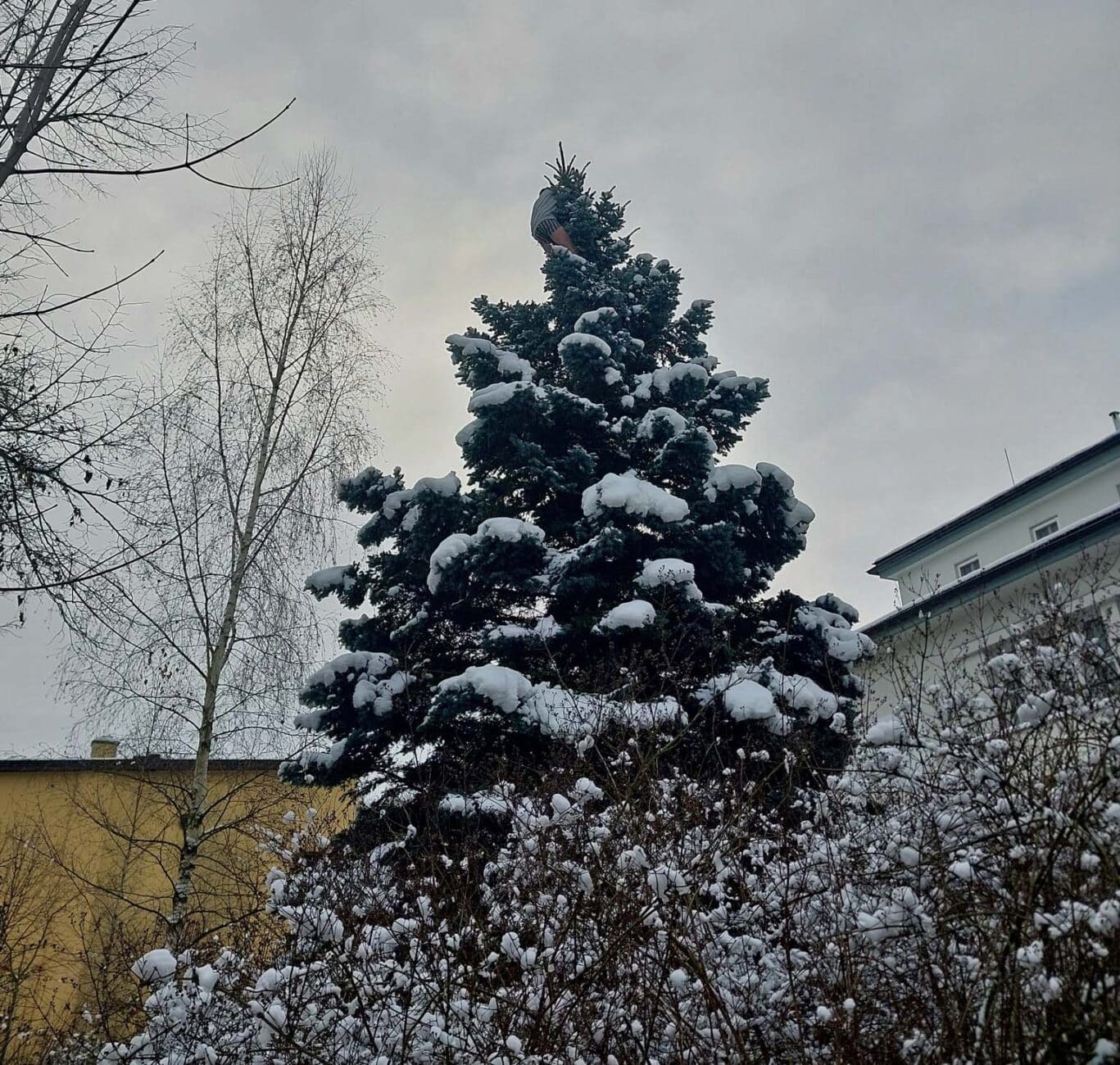 Muž v Jihlavě vylezl na strom. Foto: PČR