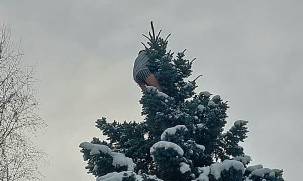 Muž v Jihlavě vylezl na strom a odmítal slézt. Foto: PČR