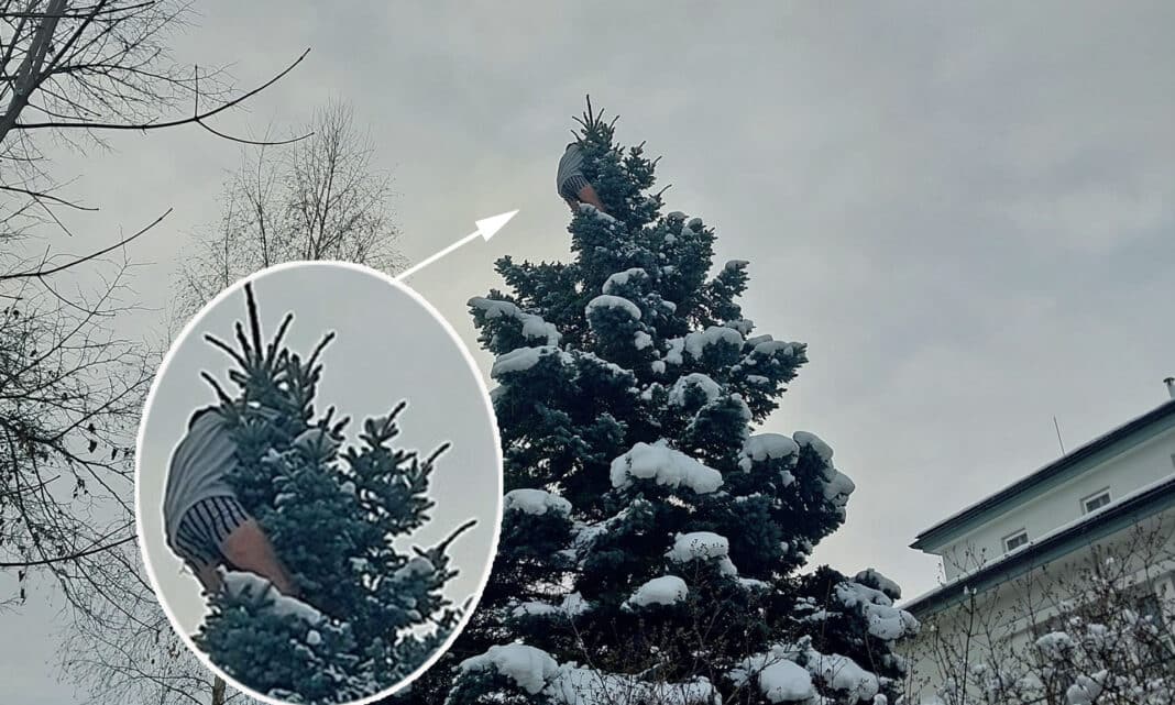 Muž v Jihlavě vylezl na strom a odmítal slézt. Foto: PČR