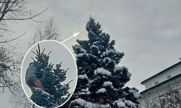Muž v Jihlavě vylezl na strom a odmítal slézt. Foto: PČR