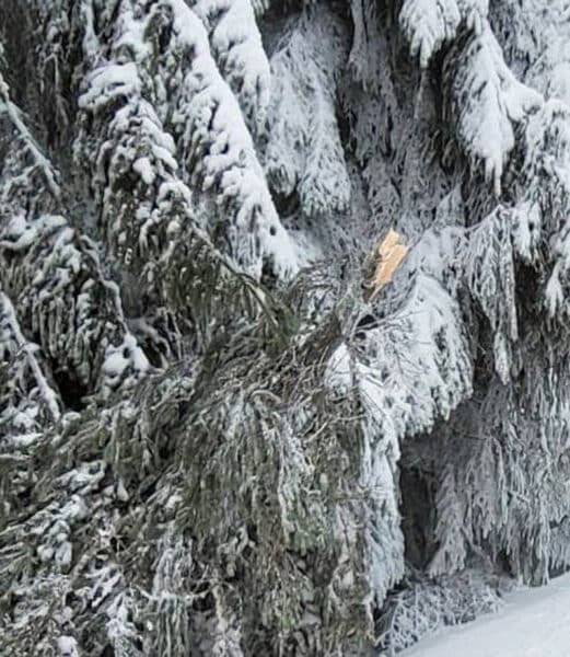 Sníh a námraza lámou stromy na horách. Foto: Horská služba ČR