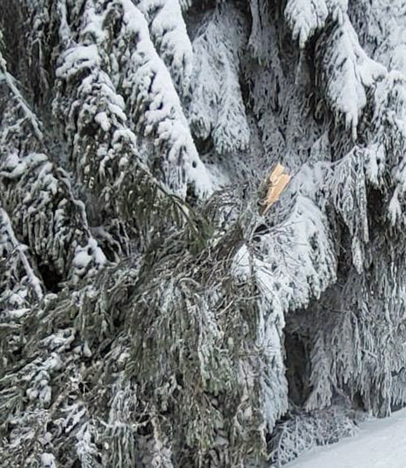 Sníh a námraza lámou stromy na horách. Foto: Horská služba ČR