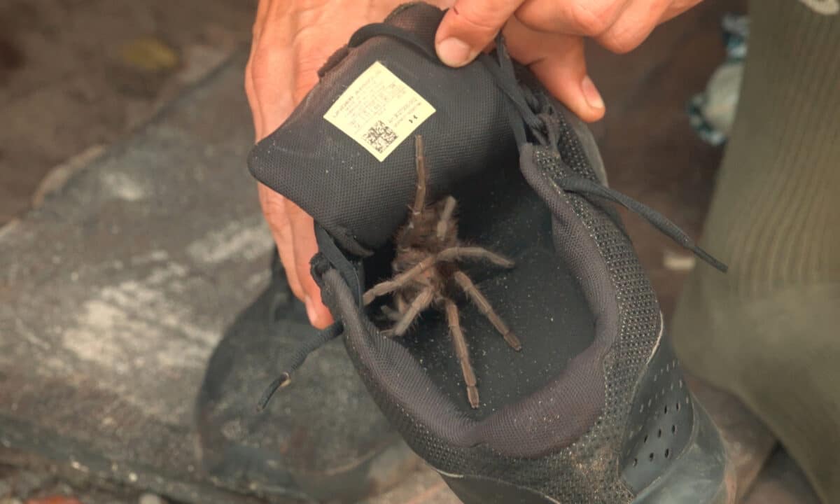 Matěj našel v botě tarantuli, Padouši si ji opekli na ohni. Foto: se souhlasem TV Nova
