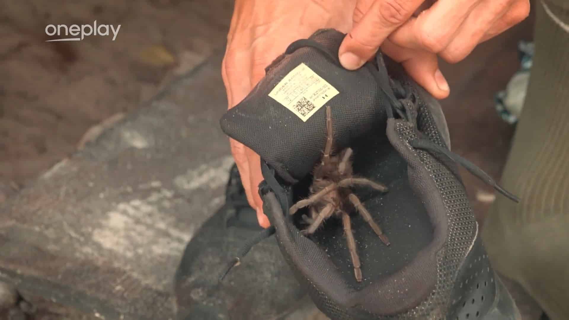 VIDEO: Padouši našli tarantuli a opekli si ji na ohni. Video: se souhlasem TV Nova