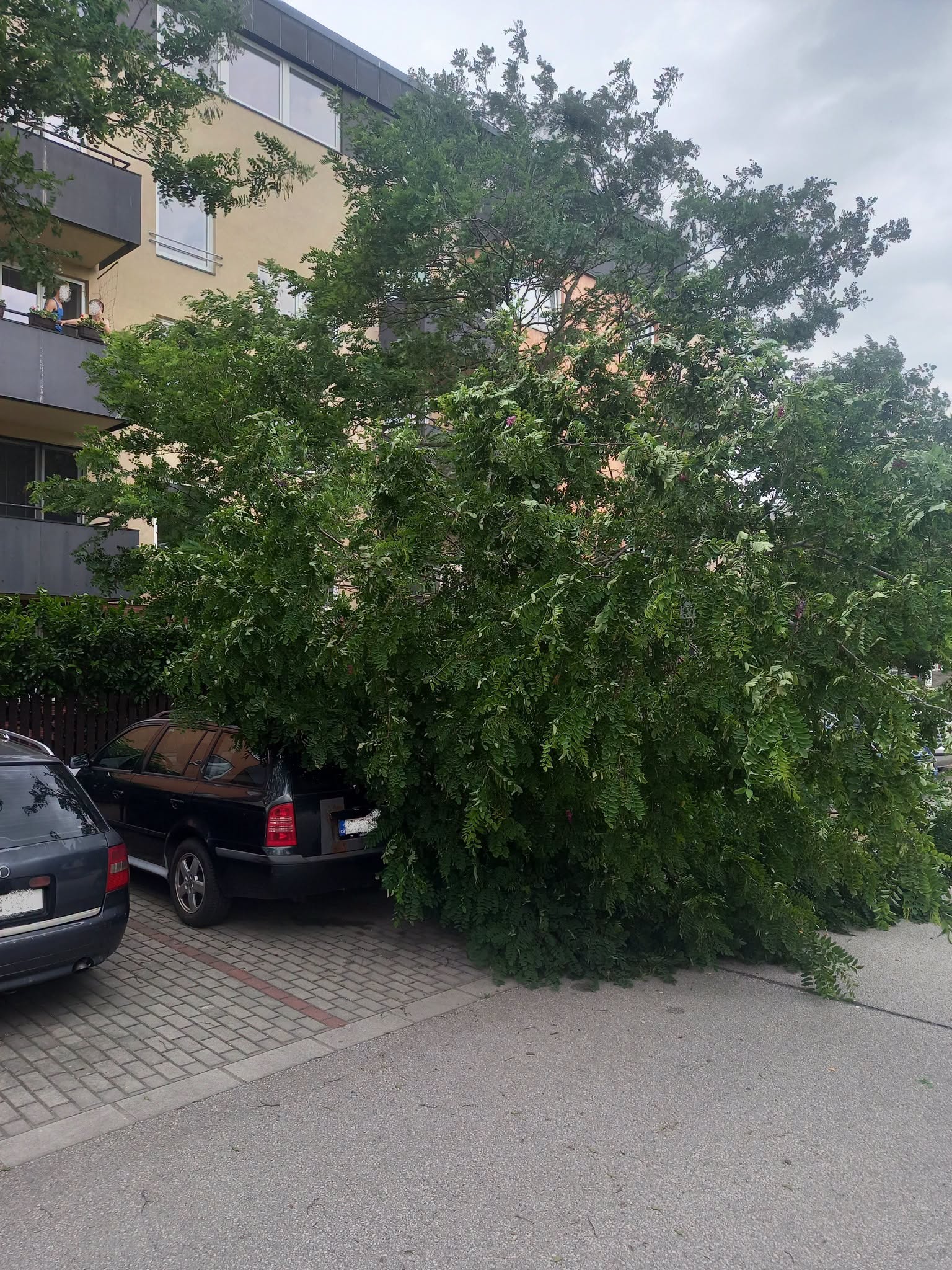 Na Královéhradecku padaly stromy i na zaparkovaná auta. Foto: HZS KHK