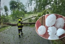 Bouřky dorazily do Čech, lámou stromy, přinesly i velké kroupy. Foto: HZS a CHMÚ